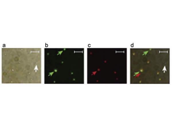 Immunofluorescence using Spa Antibody